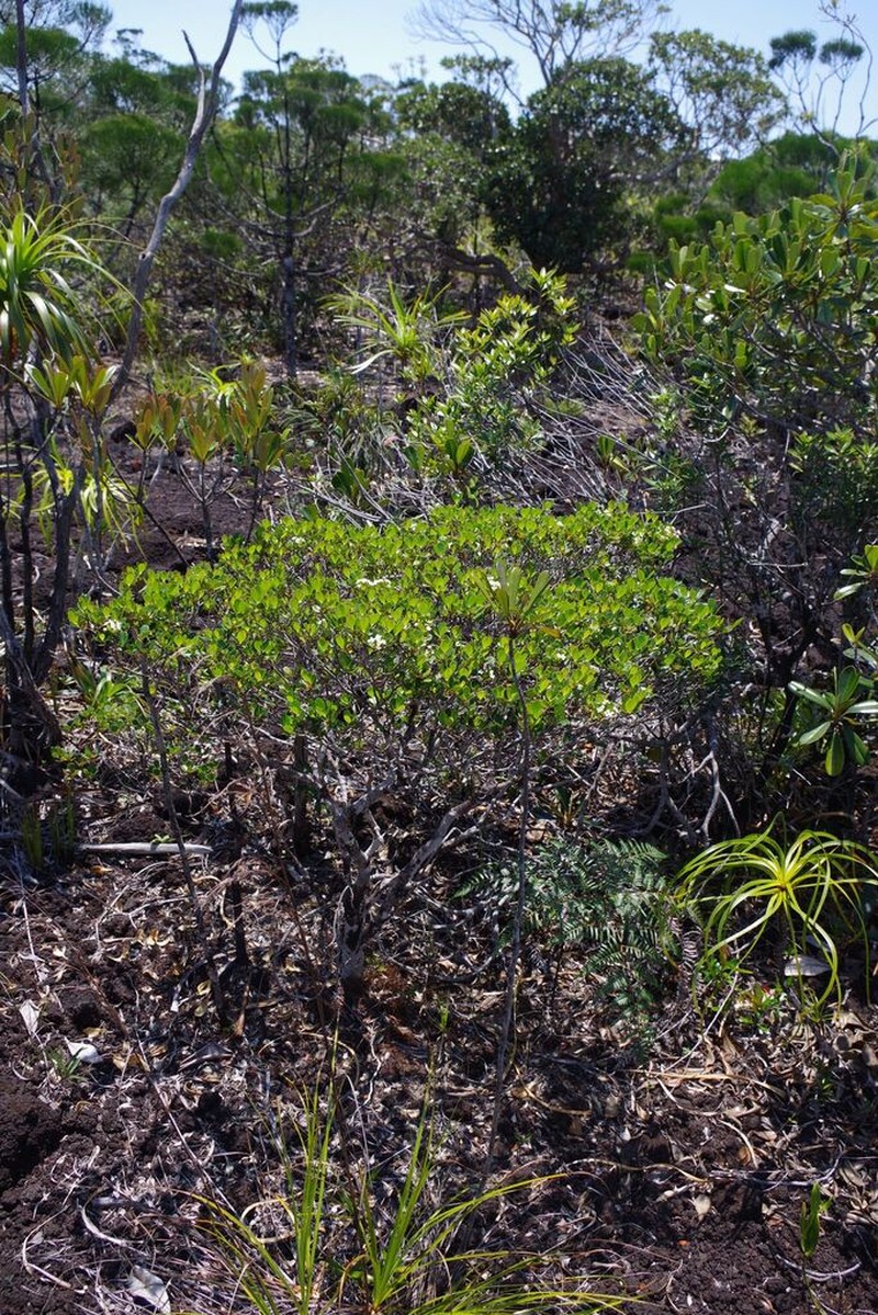 Boronia parvifolia photo 3