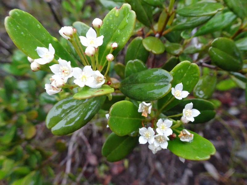 Boronia parvifolia photo 4