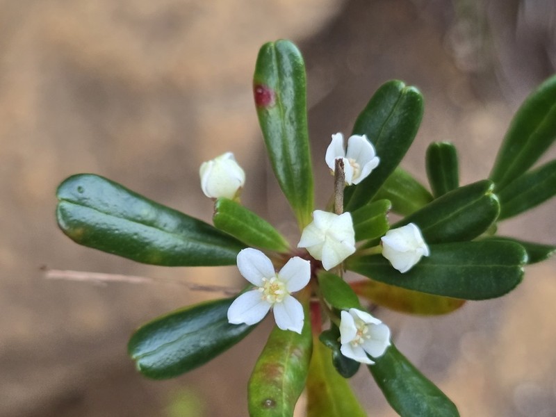 Boronia parvifolia photo 5