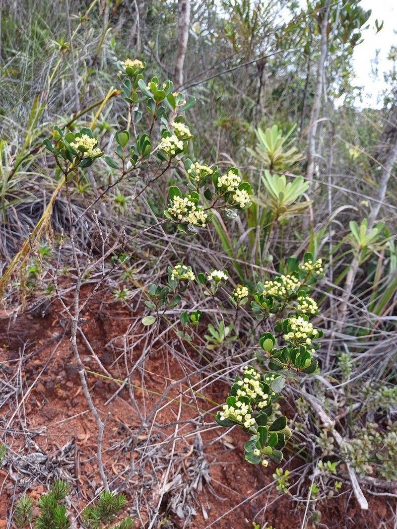 Boronia parvifolia photo 6