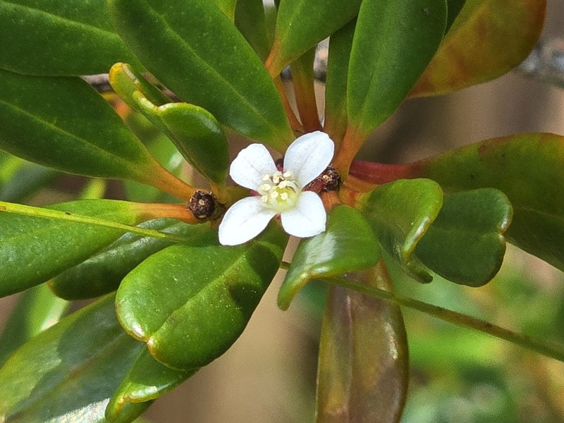 Boronia parvifolia photo 7