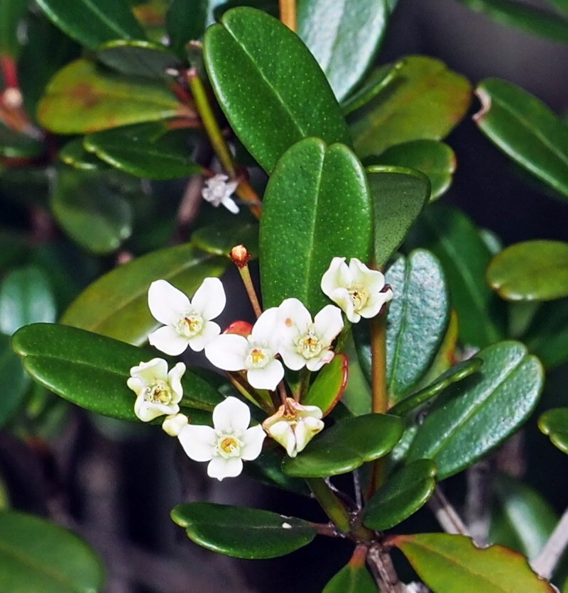 Boronia parvifolia photo 8
