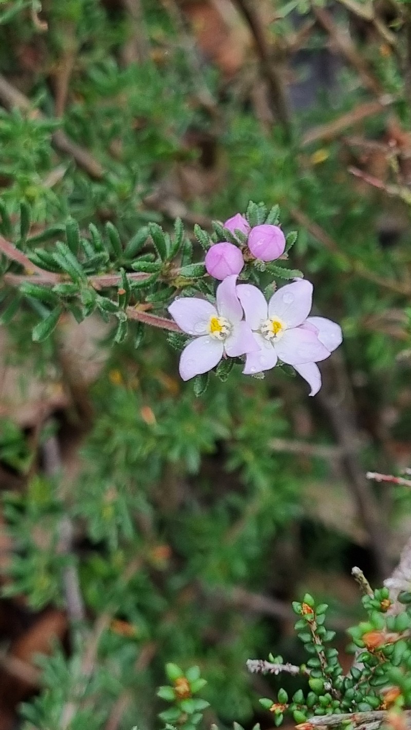 Boronia pilosa subsp. pilosa