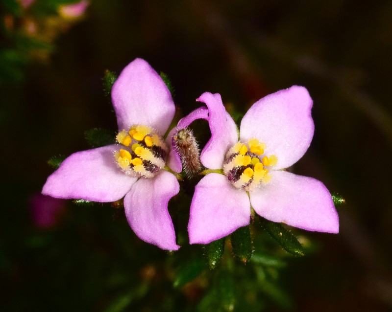 Boronia pilosa subsp. pilosa photo 2