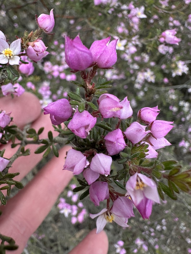 Boronia pilosa subsp. pilosa photo 3