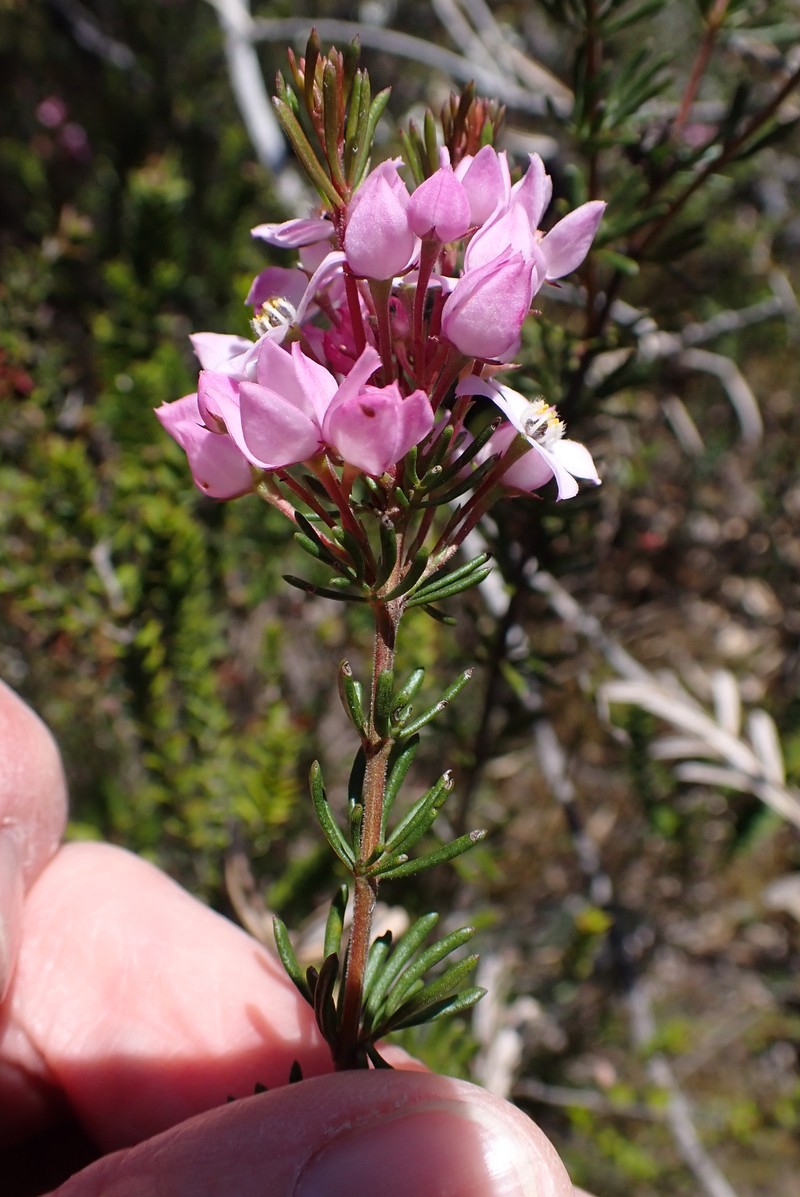 Boronia pilosa subsp. pilosa photo 4