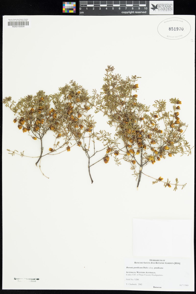Boronia purdieana subsp. purdieana