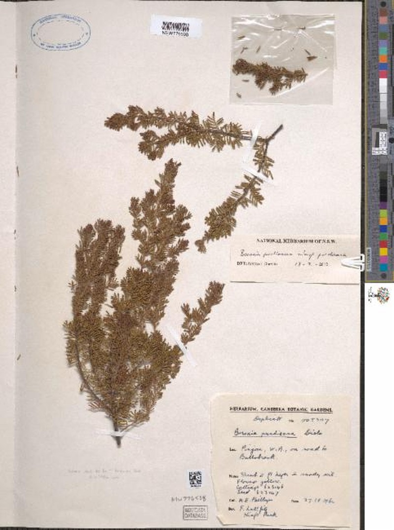 Boronia purdieana subsp. purdieana photo 2
