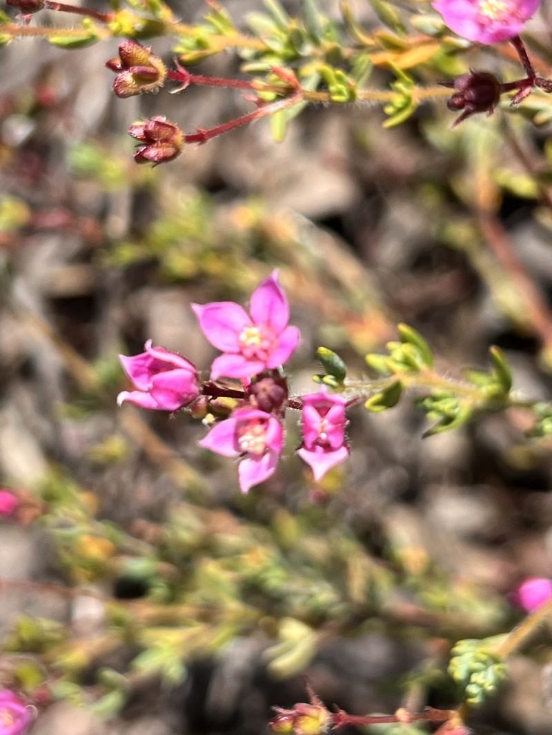 Boronia scabra subsp. scabra