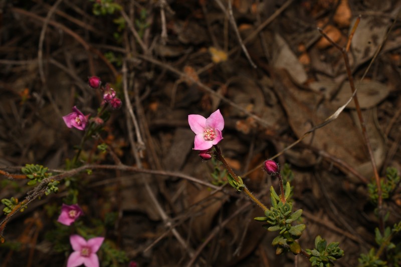 Boronia scabra subsp. scabra photo 2