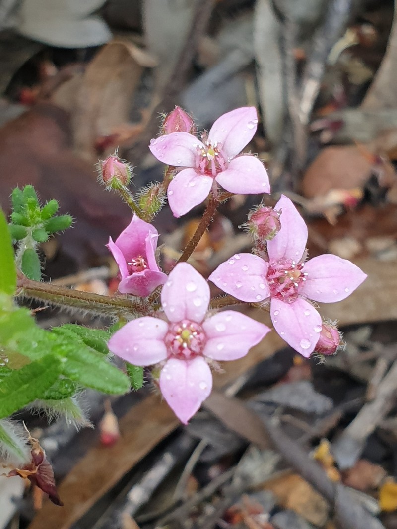 Boronia scabra subsp. scabra photo 3