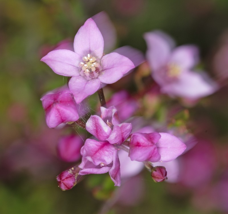 Boronia scabra subsp. scabra photo 4