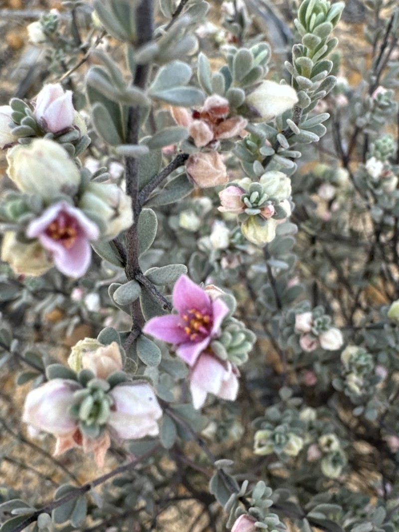 Boronia ternata var. ternata