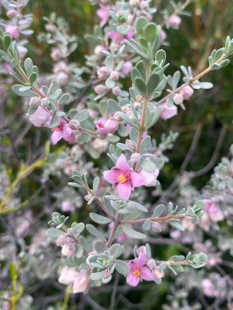 Boronia ternata var. ternata photo 2