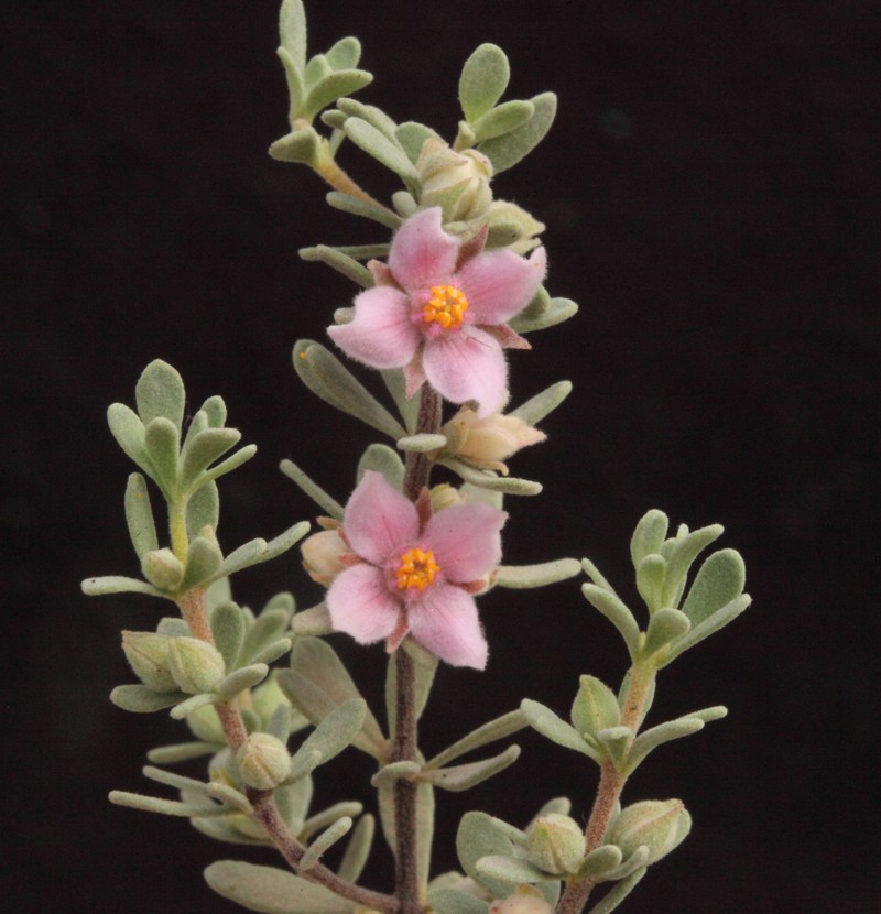 Boronia ternata var. ternata photo 3
