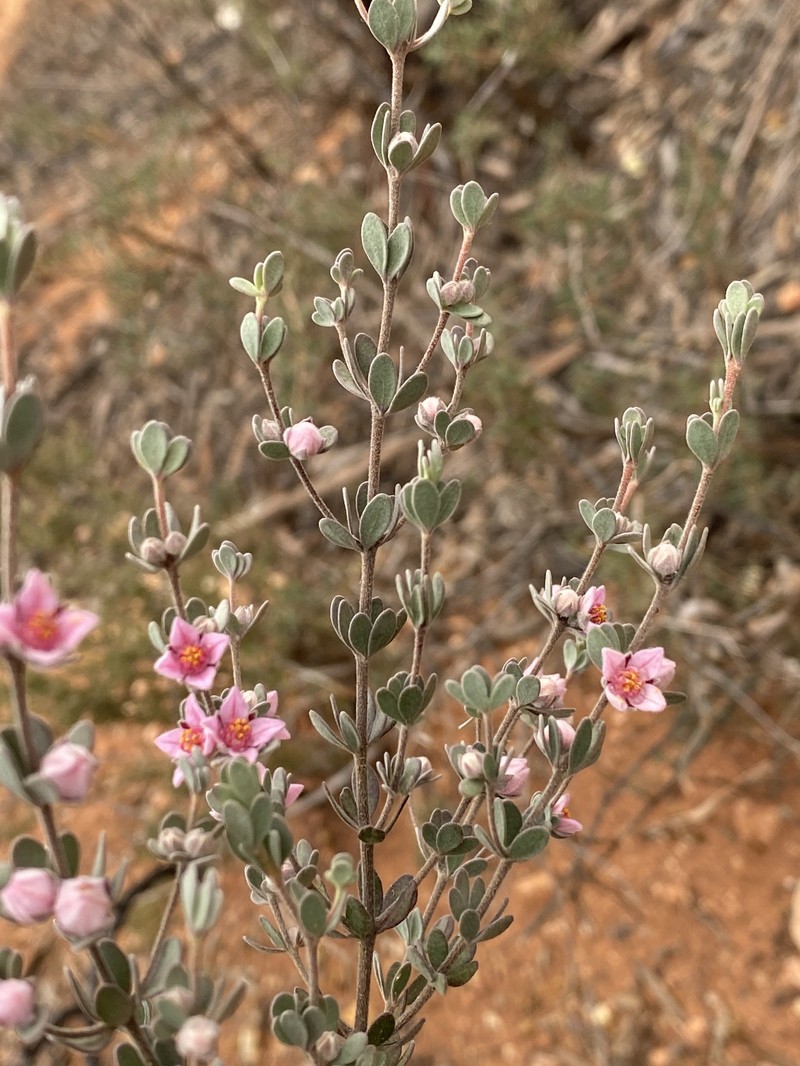 Boronia ternata var. ternata photo 4