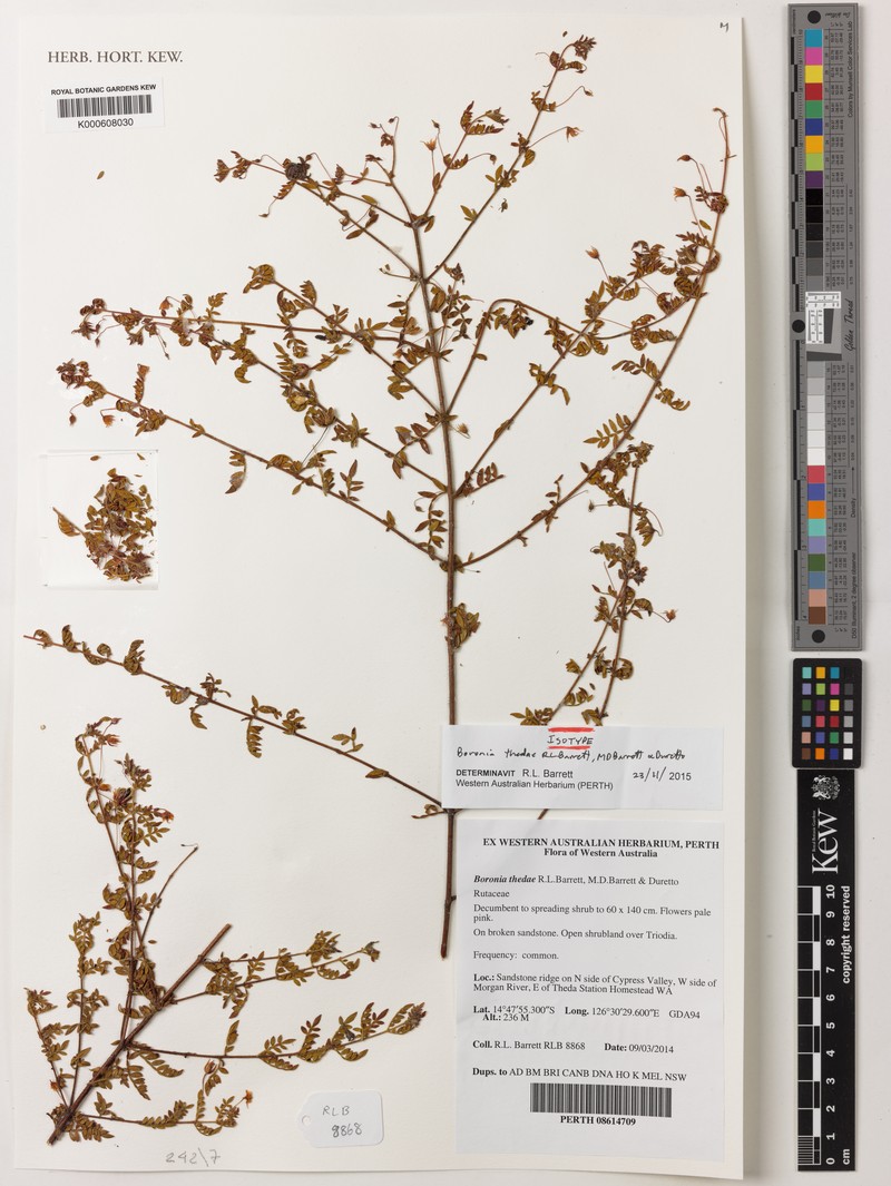 Boronia thedae