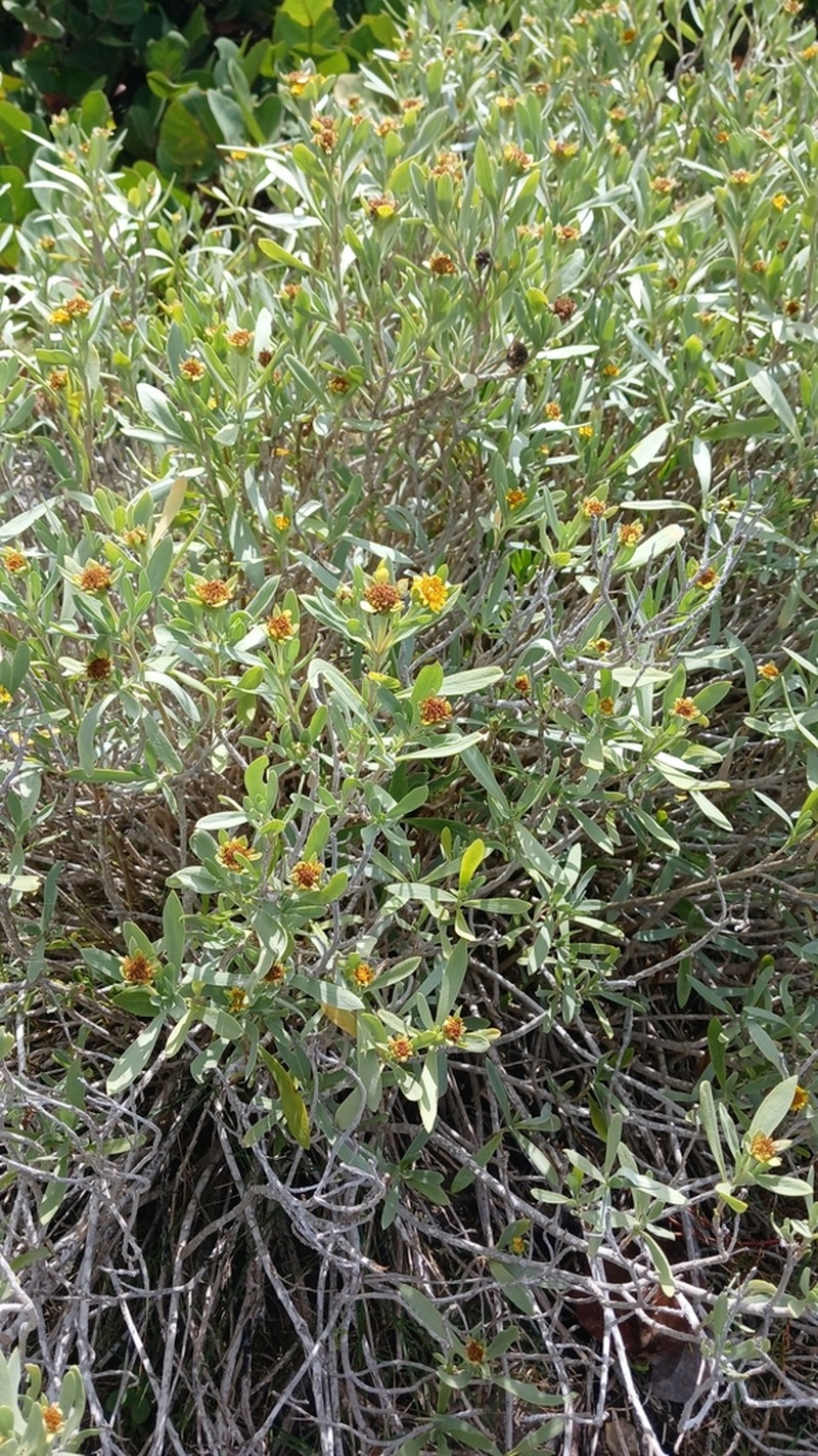 Tree Seaside Tansy photo 2