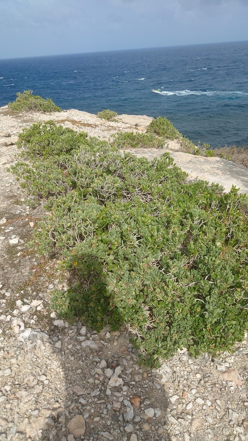 Tree Seaside Tansy photo 5
