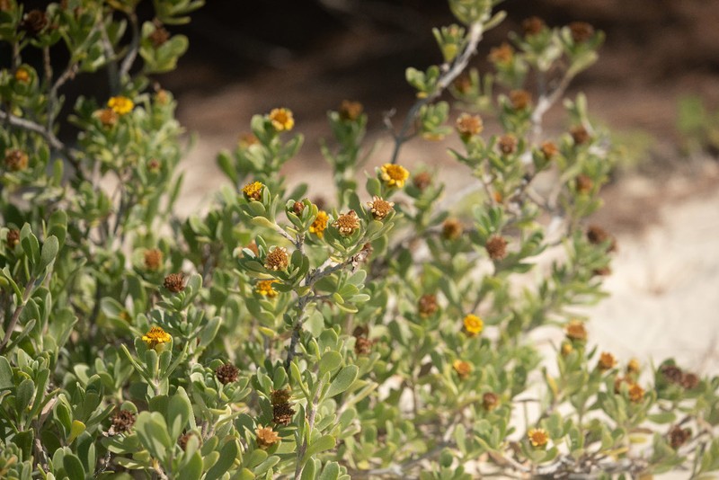 Tree Seaside Tansy photo 6