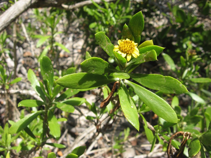 Seaside Tansy