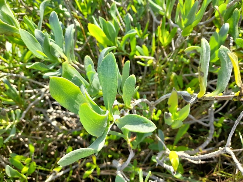 Seaside Tansy photo 2