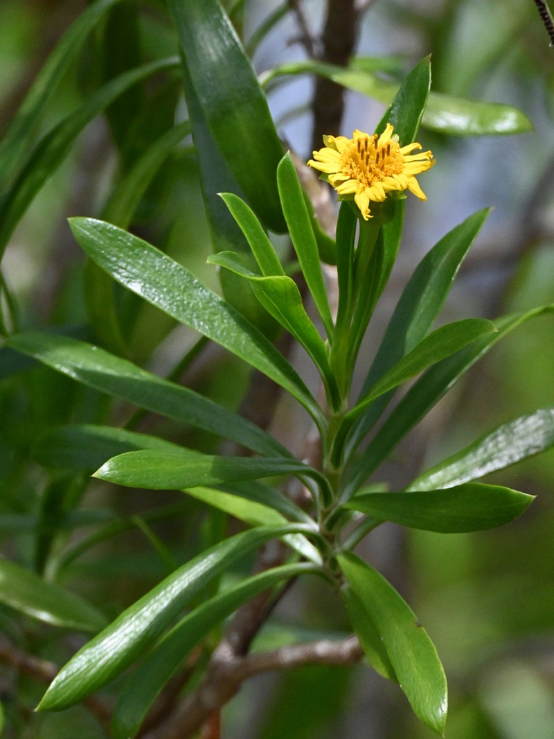 Seaside Tansy photo 4
