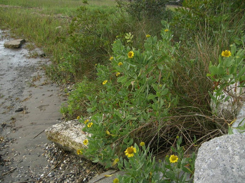 Bushy Seaside Tansy photo 4