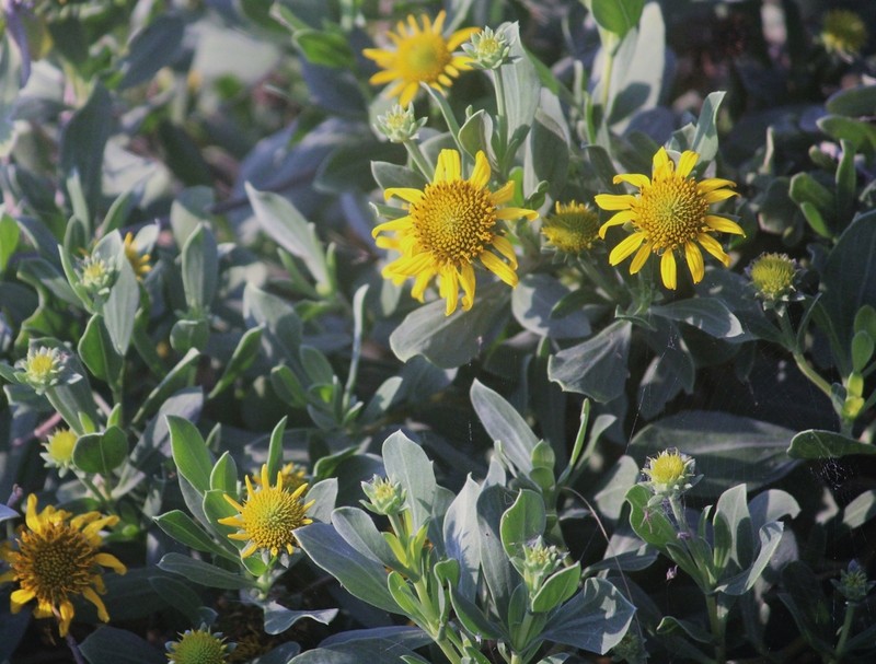 Bushy Seaside Tansy photo 5