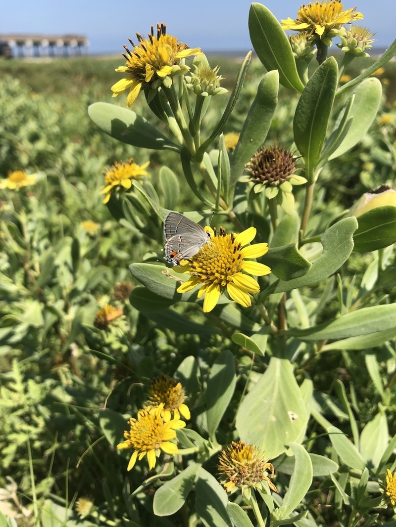 Bushy Seaside Tansy photo 6