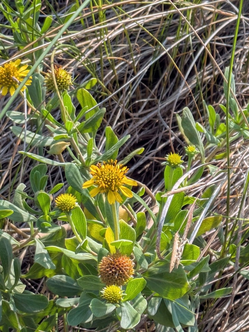 Bushy Seaside Tansy photo 7