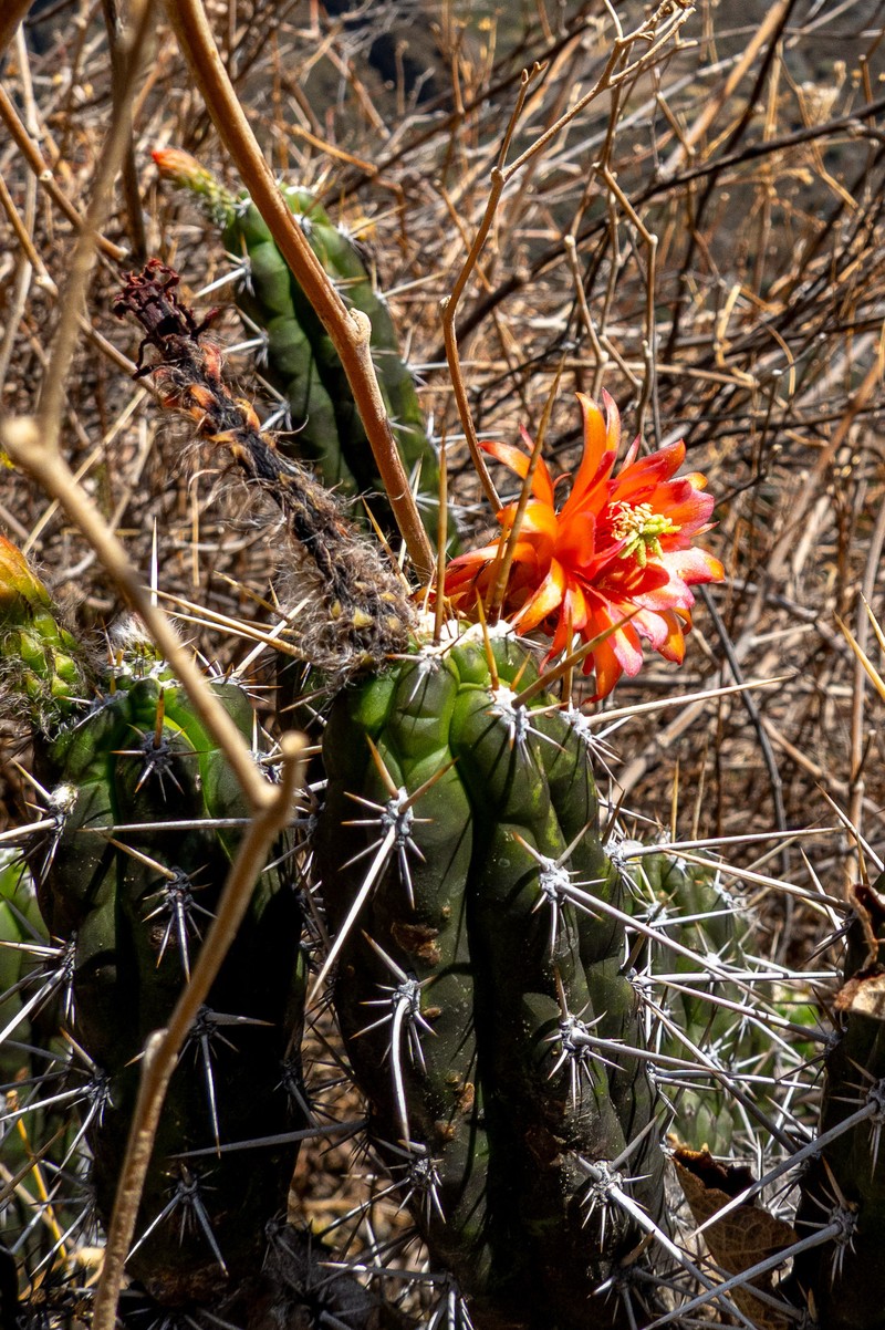 Borzicactus fieldianus subsp. tessellatus