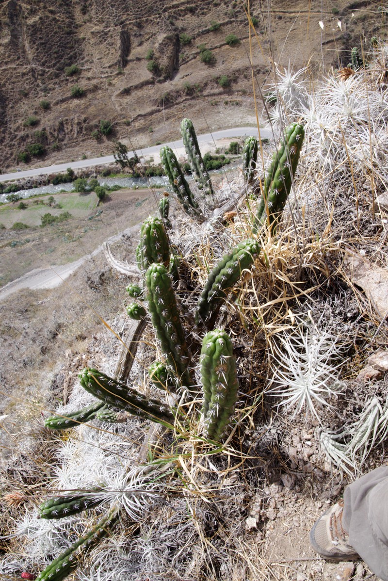 Borzicactus fieldianus subsp. tessellatus photo 2