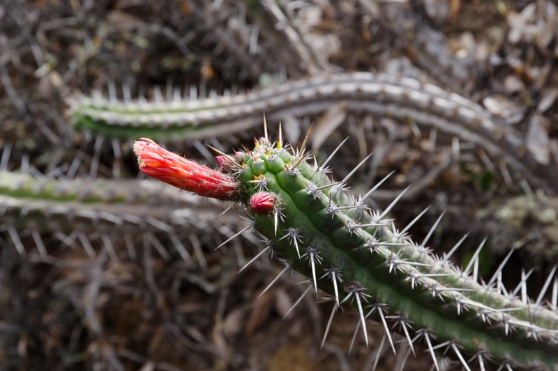 Borzicactus fieldianus subsp. tessellatus photo 3