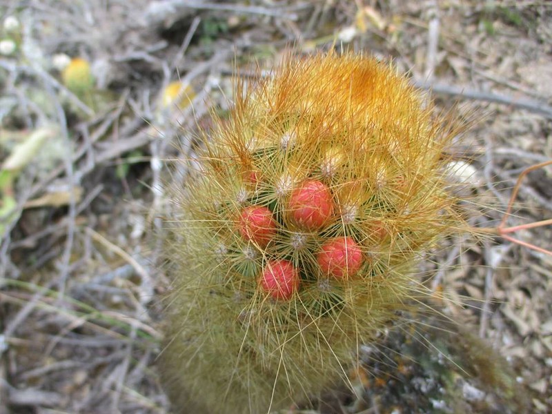 Borzicactus icosagonus subsp. icosagonus
