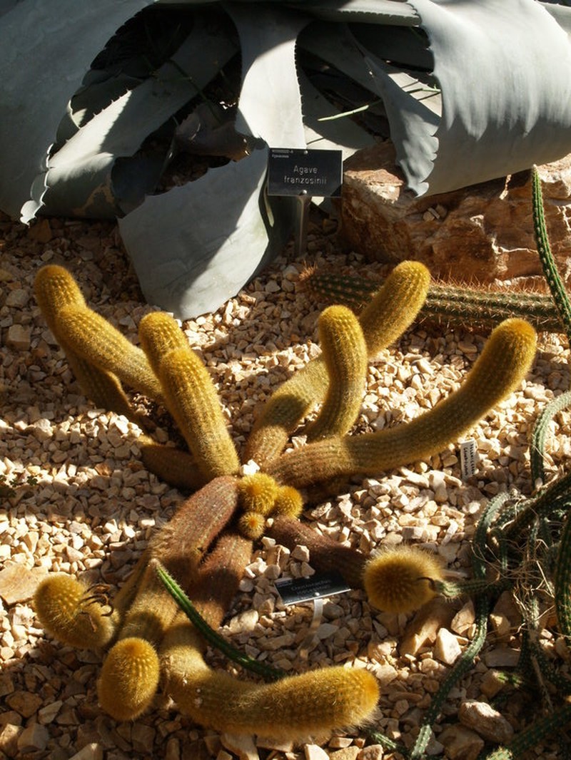 Borzicactus icosagonus subsp. icosagonus photo 2