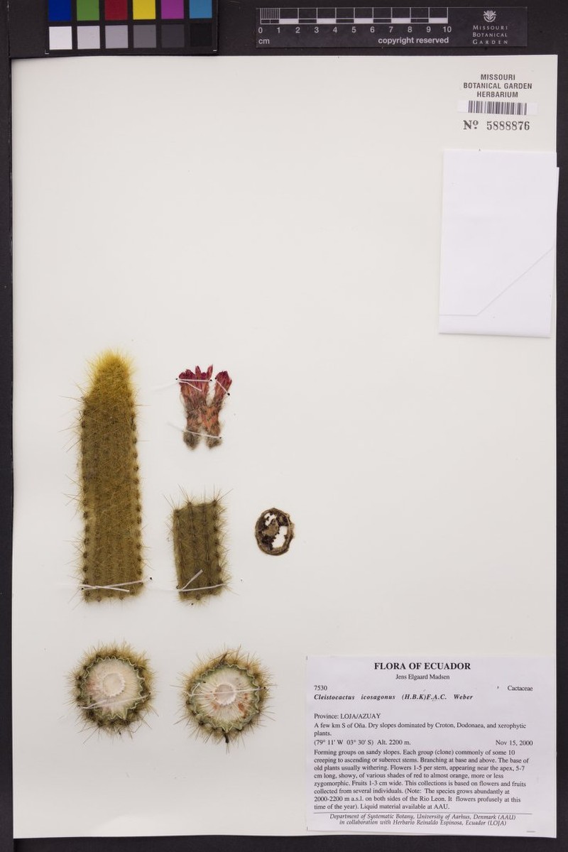 Borzicactus icosagonus subsp. icosagonus photo 4
