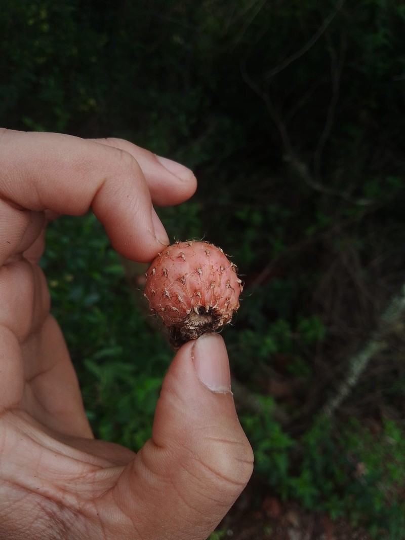Borzicactus icosagonus subsp. roseiflorus photo 2