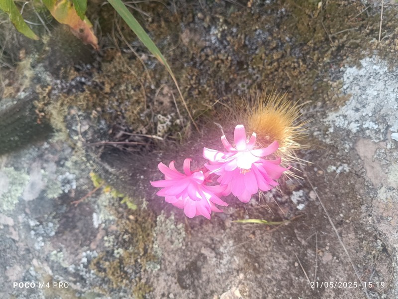 Borzicactus icosagonus subsp. roseiflorus photo 3