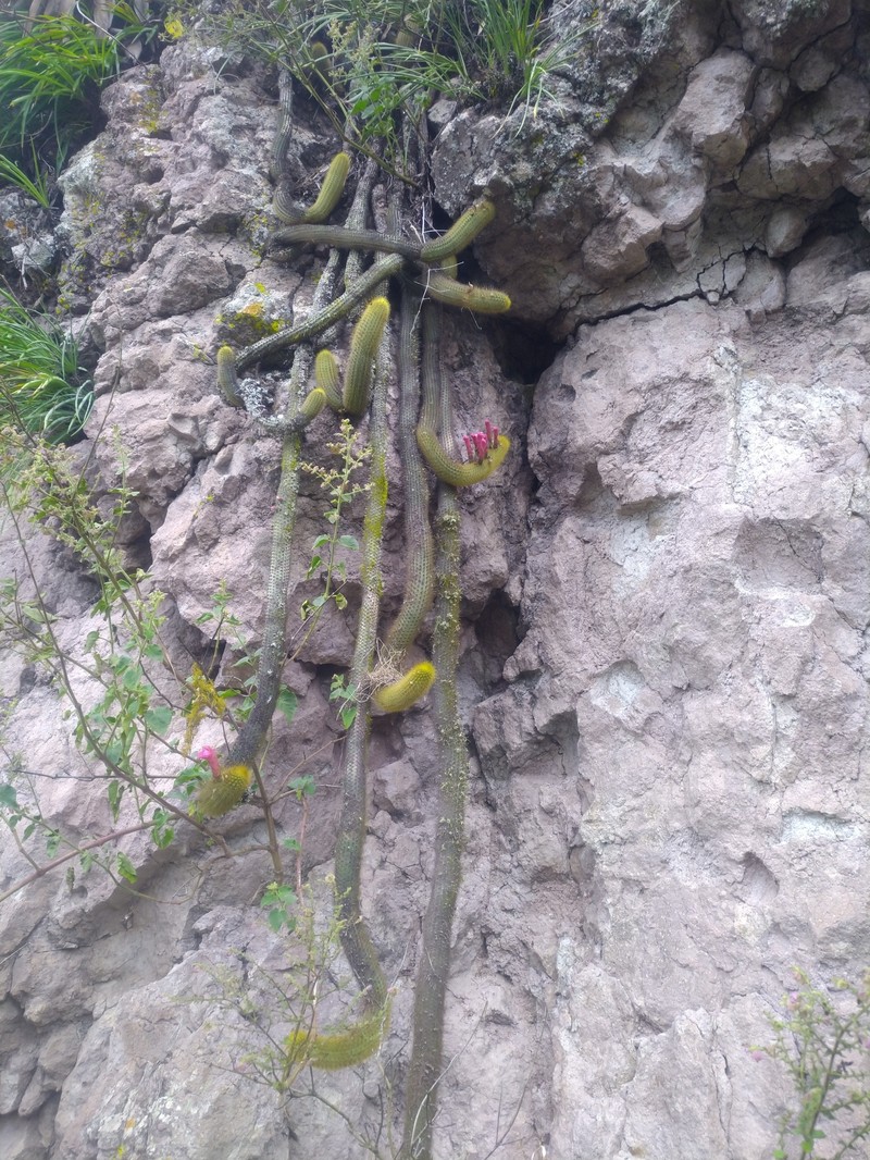 Borzicactus icosagonus subsp. roseiflorus photo 4