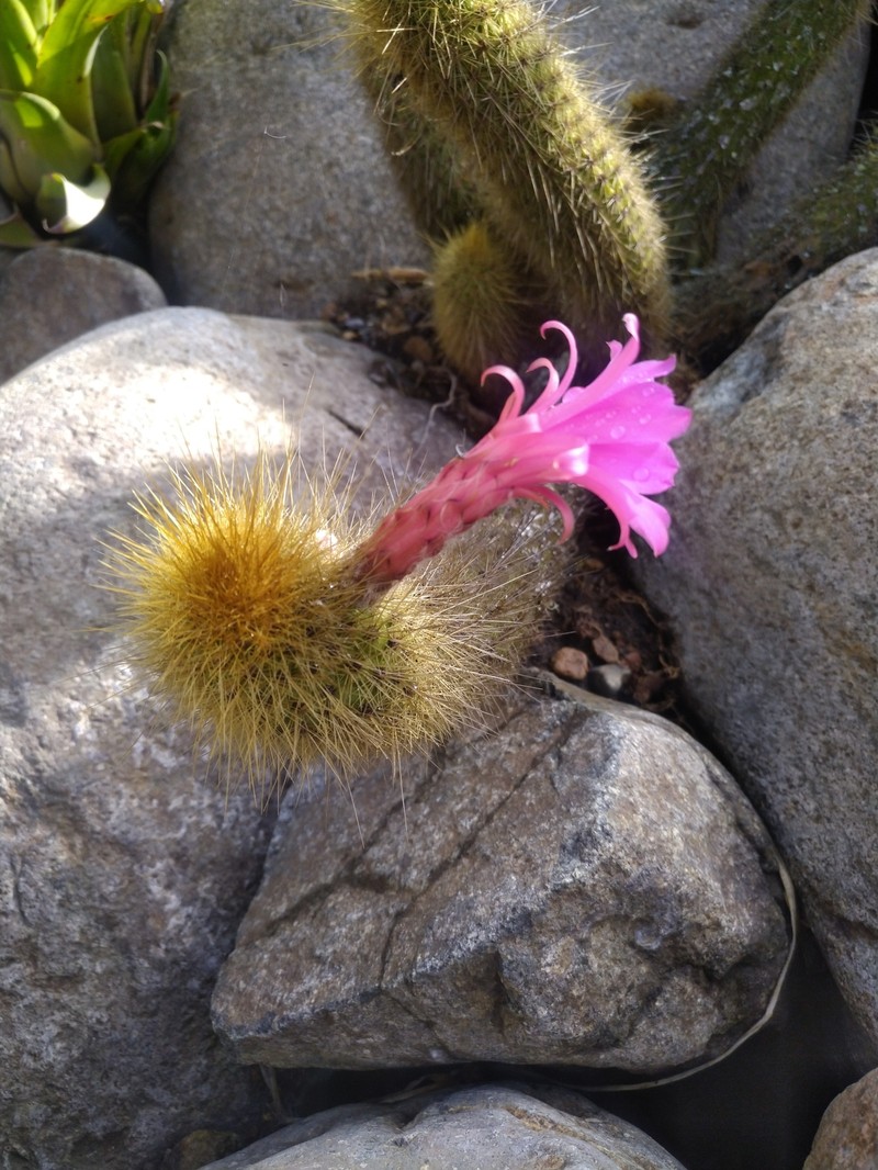 Borzicactus icosagonus subsp. roseiflorus photo 5