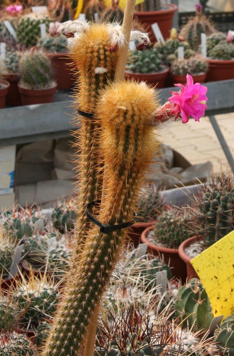 Borzicactus icosagonus subsp. roseiflorus