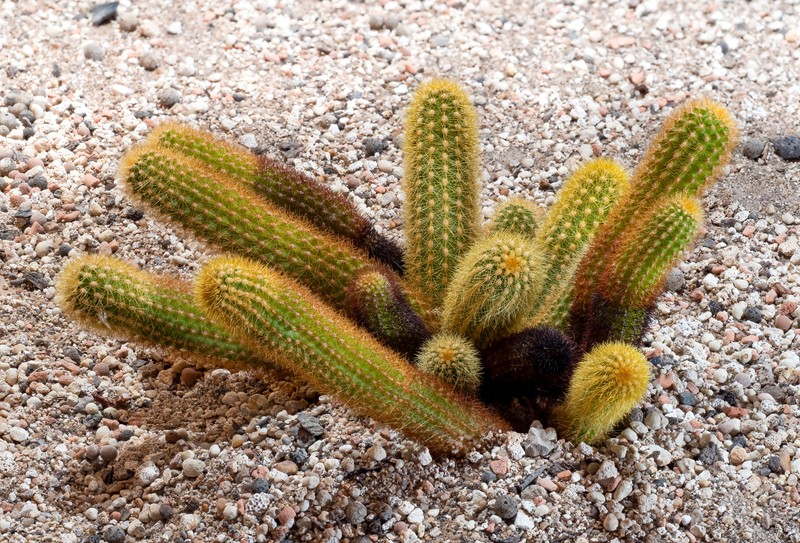 Borzicactus icosagonus subsp. roseiflorus photo 6