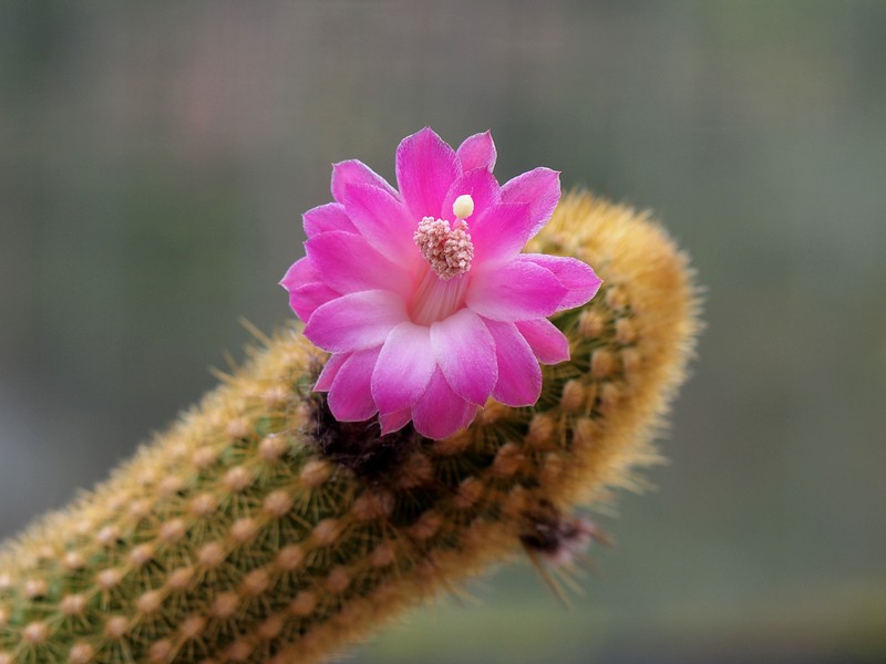 Borzicactus icosagonus subsp. roseiflorus photo 7