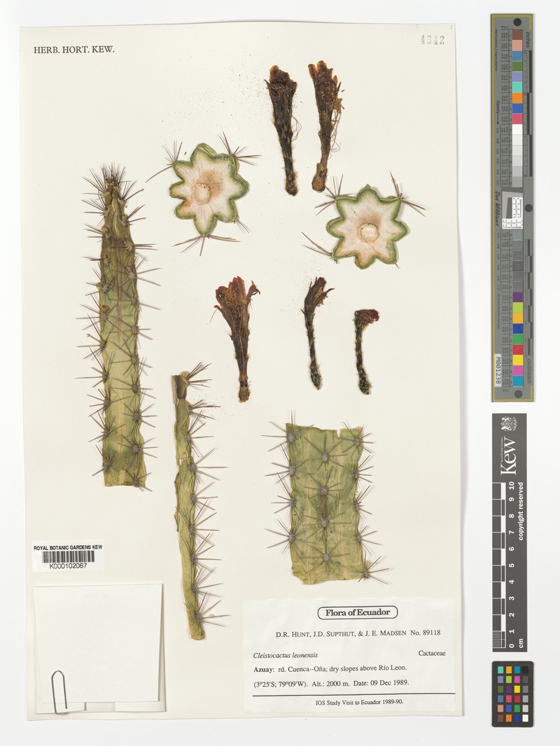 Borzicactus leonensis photo 2