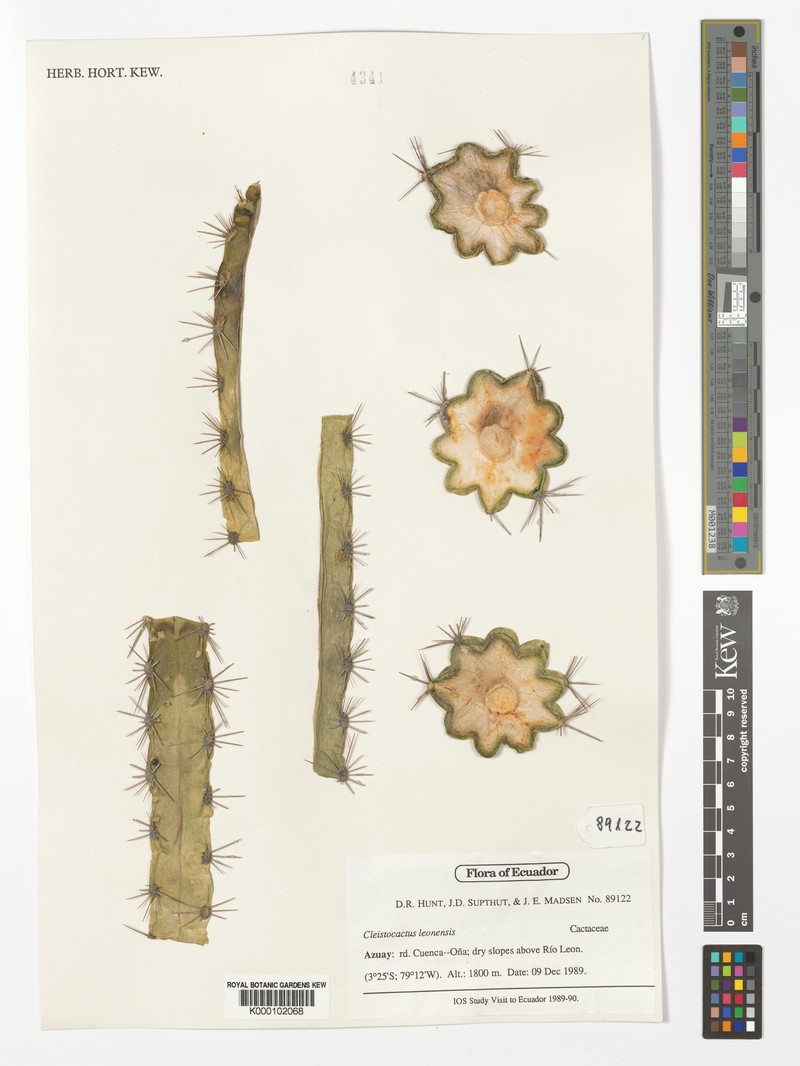 Borzicactus leonensis photo 3
