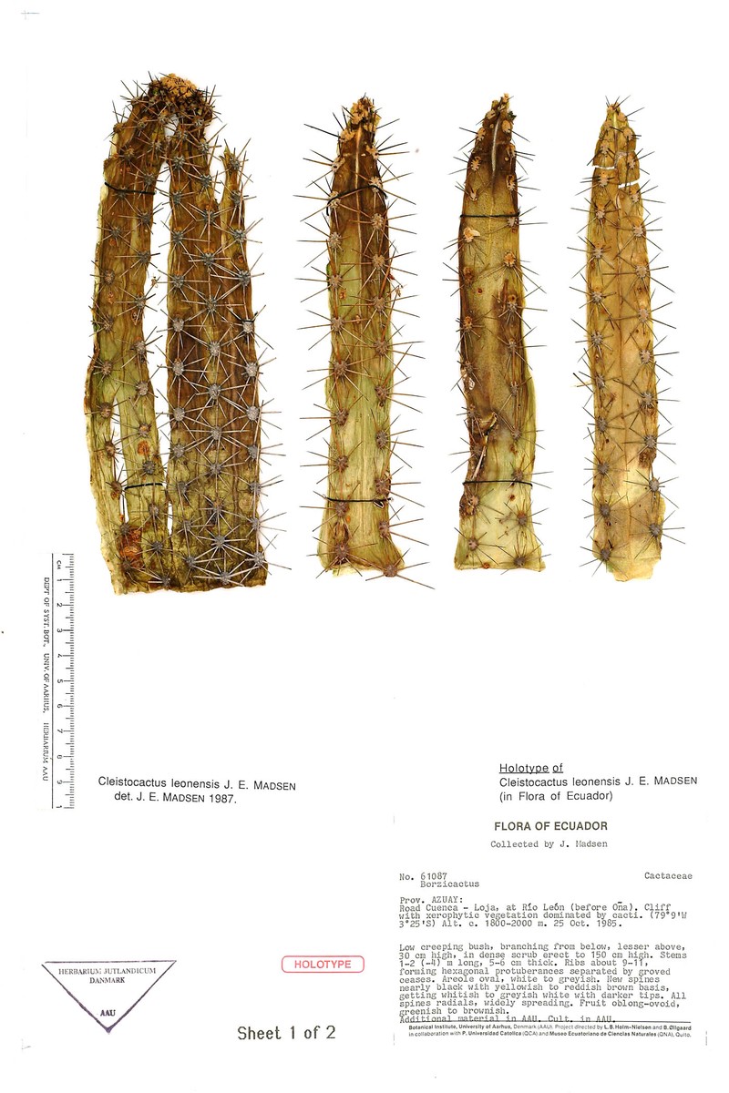 Borzicactus leonensis photo 4