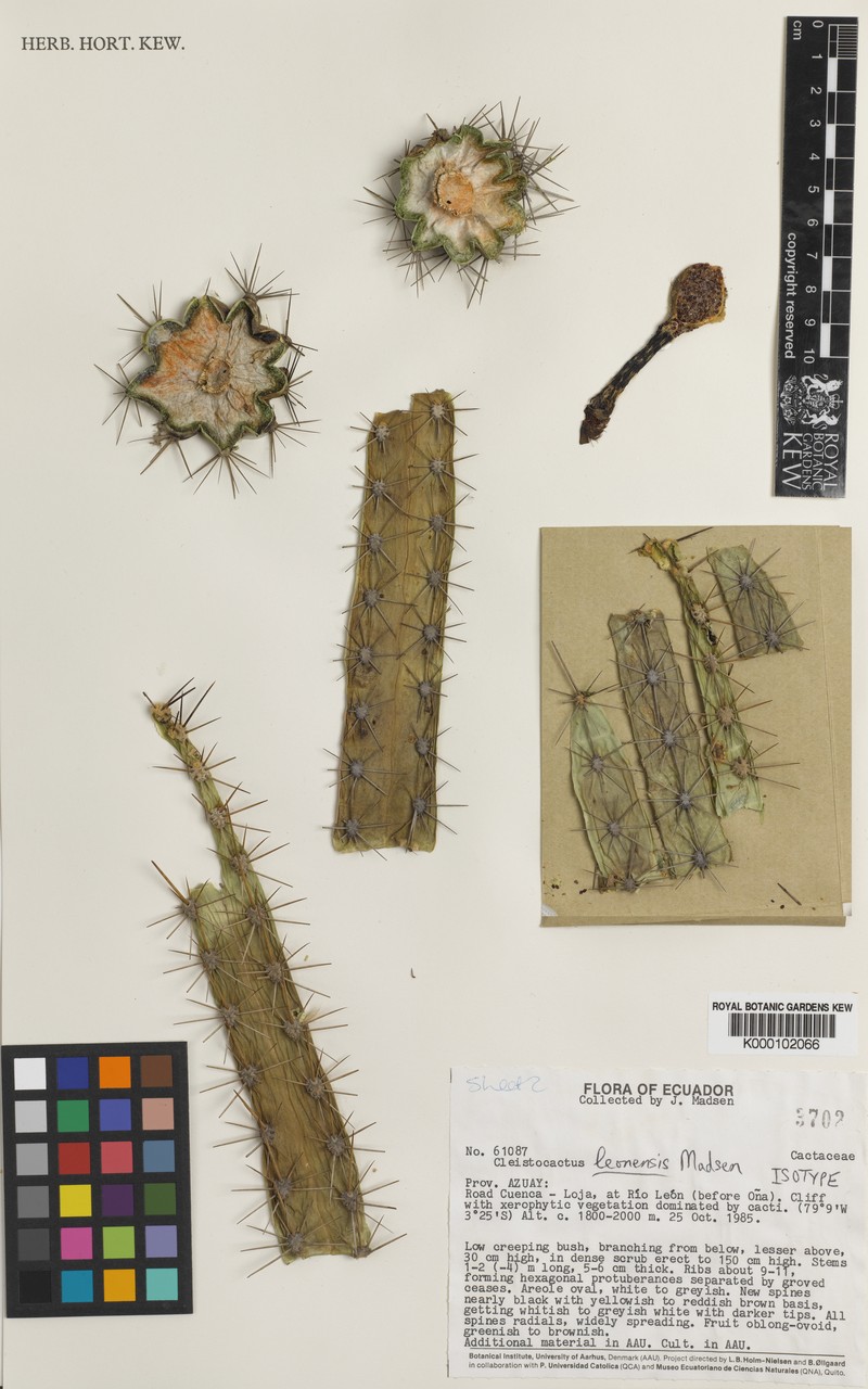 Borzicactus leonensis photo 5