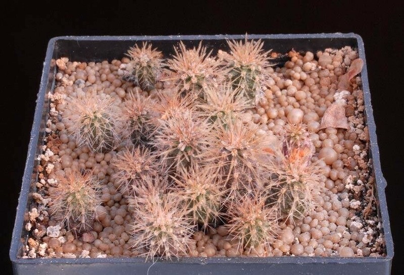 Borzicactus leonensis