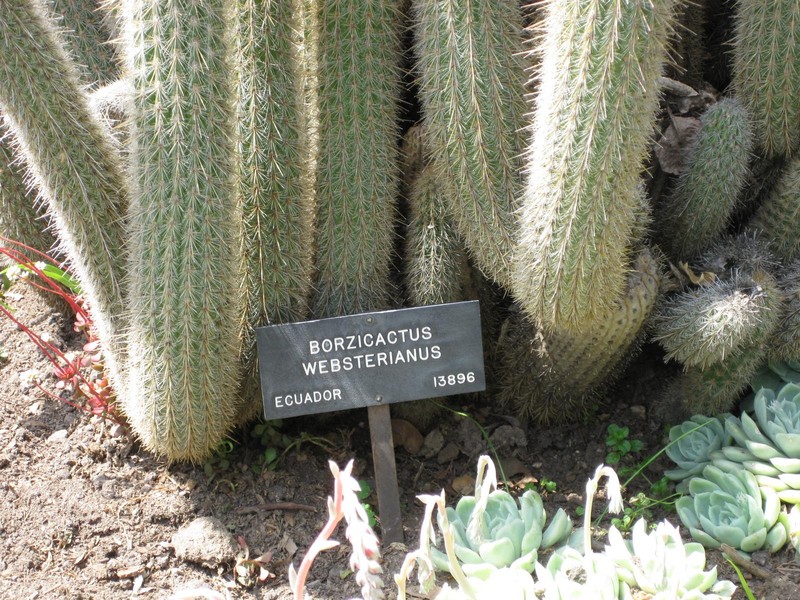 Borzicactus sepium subsp. websterianus